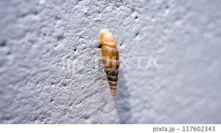 コンクリート壁にくっついてカルシウムを食べるキセルガイ（害虫） 117602343
