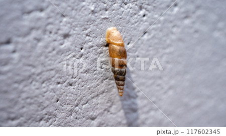 コンクリート壁にくっついてカルシウムを食べるキセルガイ（害虫） 117602345