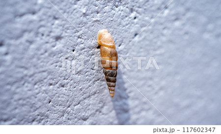 コンクリート壁にくっついてカルシウムを食べるキセルガイ（害虫） 117602347
