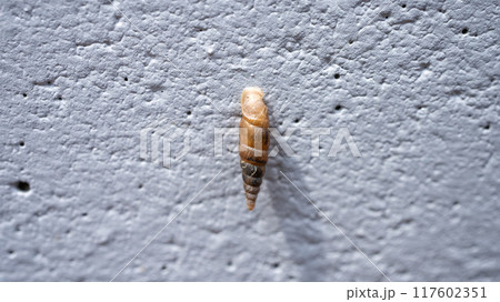 コンクリート壁にくっついてカルシウムを食べるキセルガイ（害虫） 117602351