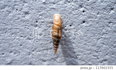 コンクリート壁にくっついてカルシウムを食べるキセルガイ(害虫) コンクリート壁にくっついてカルシウムを食べるキセルガイ(害虫) 117602355