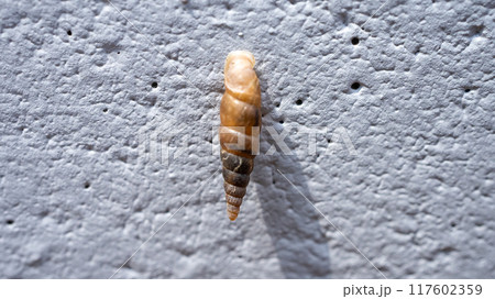 コンクリート壁にくっついてカルシウムを食べるキセルガイ(害虫) コンクリート壁にくっついてカルシウムを食べるキセルガイ(害虫) 117602359