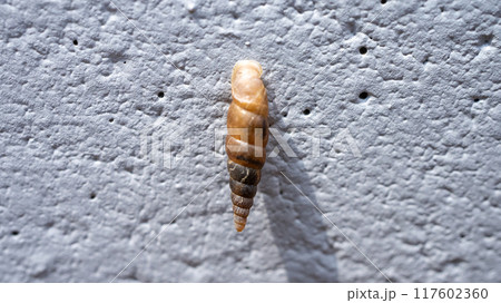 コンクリート壁にくっついてカルシウムを食べるキセルガイ(害虫) コンクリート壁にくっついてカルシウムを食べるキセルガイ(害虫) 117602360