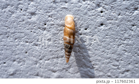 コンクリート壁にくっついてカルシウムを食べるキセルガイ（害虫） 117602361