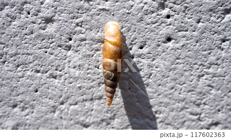 コンクリート壁にくっついてカルシウムを食べるキセルガイ（害虫） 117602363