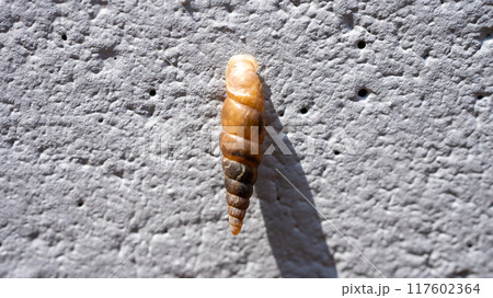 コンクリート壁にくっついてカルシウムを食べるキセルガイ（害虫） 117602364