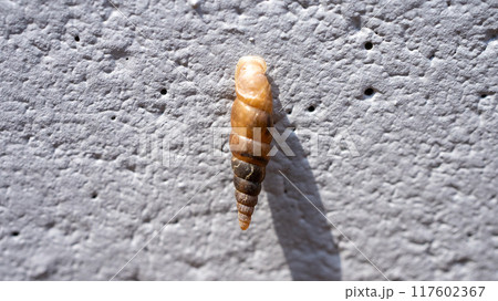 コンクリート壁にくっついてカルシウムを食べるキセルガイ（害虫） 117602367