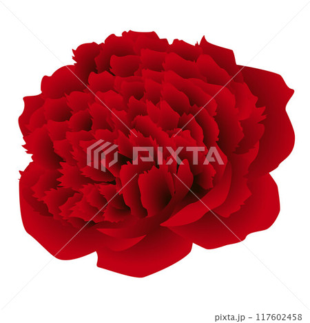 Big red peony flower isolated on white background. 117602458