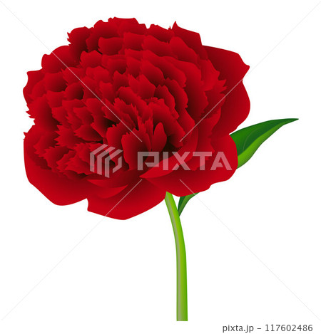 Red peony flower with leaf isolated on white background. Red peony flower with leaf isolated on white background. 117602486