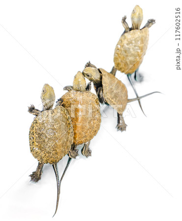 きょうだいなかよしのニホンイシガメのベビー 117602516