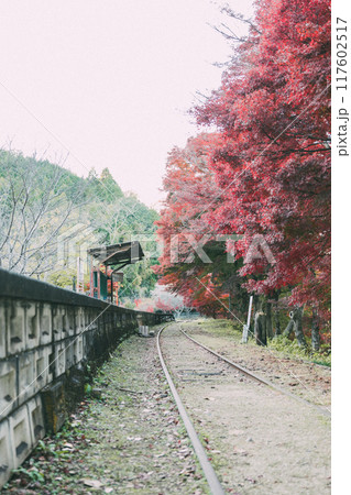 廃路線となった三河広瀬駅の紅葉 117602517