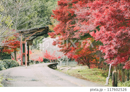 廃路線となった三河広瀬駅の紅葉 117602526