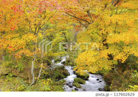紅葉と渓流 紅葉と渓流 117602629