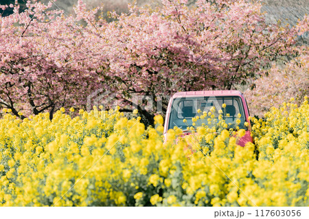 《南知多町》観光農園花ひろばの菜の花畑と河津桜とピンクの軽トラック 117603056