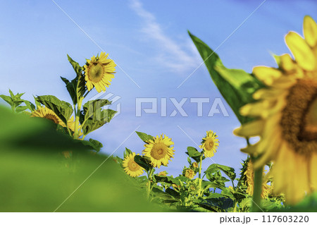 青空に向かって咲くひまわり 117603220