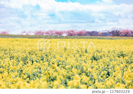 《南知多町》観光農園花ひろばの菜の花畑と河津桜 《南知多町》観光農園花ひろばの菜の花畑と河津桜 117603229
