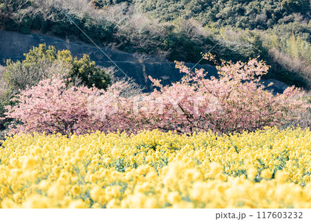 《南知多町》観光農園花ひろばの菜の花畑と河津桜 117603232
