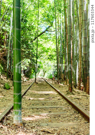 旧国鉄倉吉線廃線跡と竹林 117603344