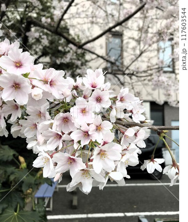 一握りの桜花が、春の訪れを静かに告げる。儚さと美し 一握りの桜花が、春の訪れを静かに告げる。儚さと美し 117603544