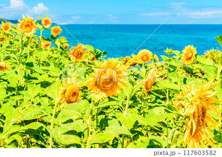 海辺に咲くひまわり 海辺に咲くひまわり 117603582
