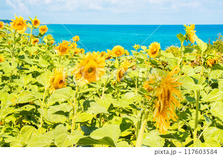 海辺に咲くひまわり 117603584