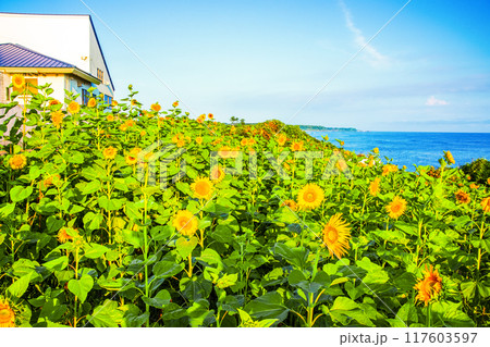 海辺に咲くひまわり 117603597