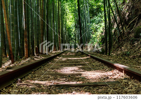 旧国鉄倉吉線廃線跡と竹林 旧国鉄倉吉線廃線跡と竹林 117603606
