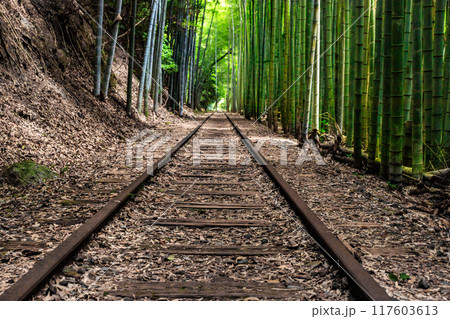 旧国鉄倉吉線廃線跡と竹林 117603613