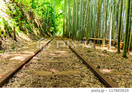旧国鉄倉吉線廃線跡と竹林 117603620