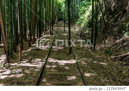 旧国鉄倉吉線廃線跡と竹林 117603647