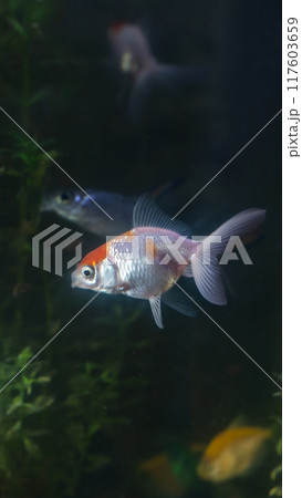 Oranda goldfish glides gracefully underwater Oranda goldfish glides gracefully underwater 117603659
