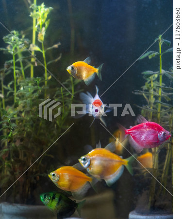 Oranda goldfish and tetras glides gracefully underwater 117603660