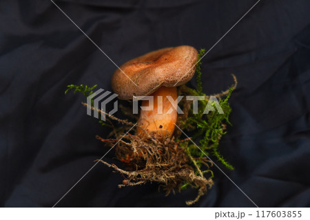 Edible wild forest mushroom on coat. 117603855
