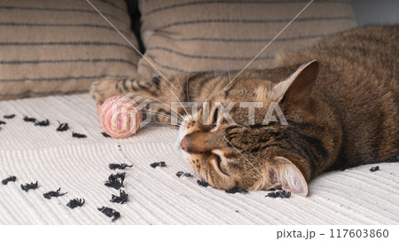Beautiful young tabby cat playing with canvas ball on bed. Beautiful young tabby cat playing with canvas ball on bed. 117603860