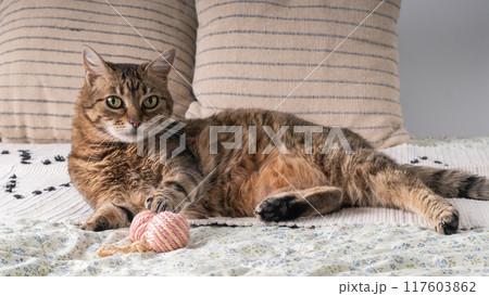 Cute young domestic tabby cat on bed at home or hotel room. Pets care concept. Cute young domestic tabby cat on bed at home or hotel room. Pets care concept. 117603862