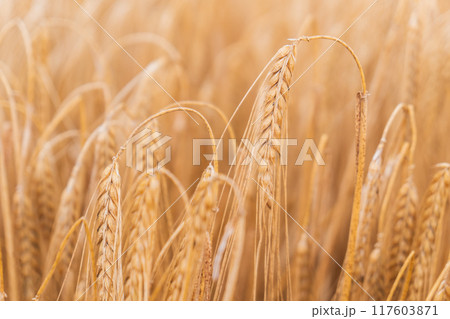 Beautiful natural summer rural landscape background. Rising ripe wheat field. Beautiful natural summer rural landscape background. Rising ripe wheat field. 117603871