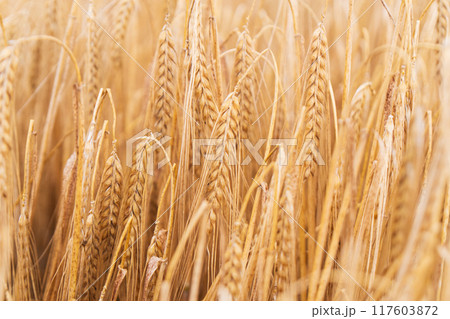 Beautiful natural summer rural landscape background. Rising ripe wheat field. 117603872