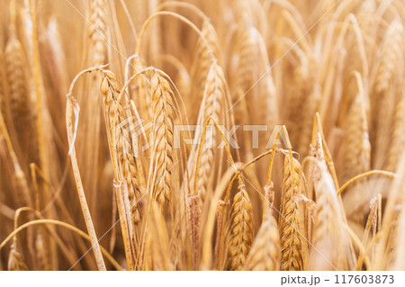 Beautiful natural summer rural landscape background. Rising ripe wheat field. Beautiful natural summer rural landscape background. Rising ripe wheat field. 117603873