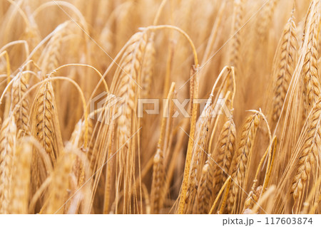 Beautiful natural summer rural landscape background. Rising ripe wheat field. 117603874