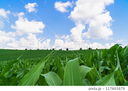 Green spring corn field. Blue sky with clouds. Copy space background. 117603879