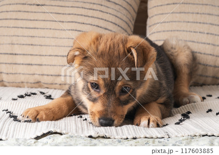 A fluffy mixed breed brown puppy at a colorful woven rug on a soft bed. Dog behavior concept. 117603885