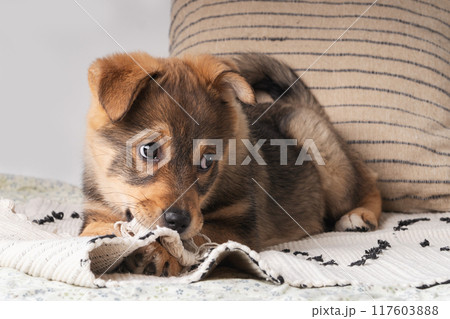 A fluffy mixed breed brown red puppy chews playfully at a colorful woven rug on a soft bed. 117603888