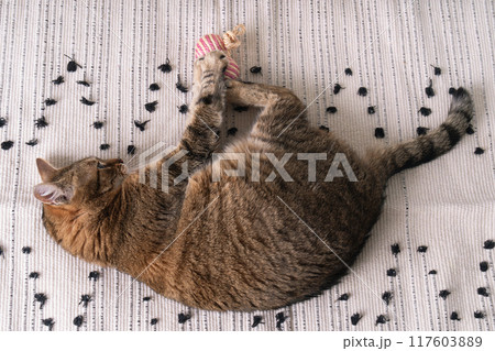 Tabby playful cat plays with pet toy at a handmade woven rug on a soft bed. Cats behavior concept. 117603889