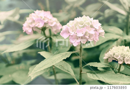 Close-up of a cluster of pink hydrangea flowers in full bloom. Close-up of a cluster of pink hydrangea flowers in full bloom. 117603893