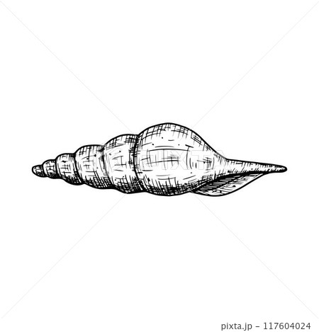 Hand drawn seashell. Vector illustration isolated on white background. 117604024