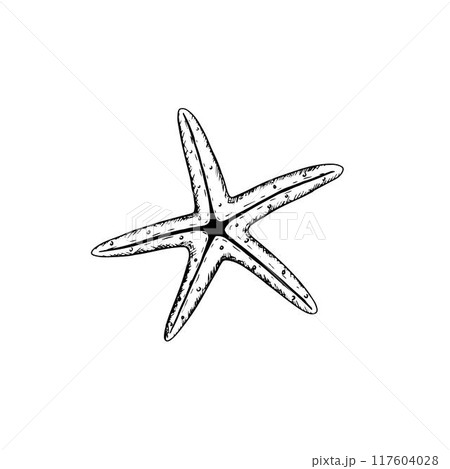 Hand drawn starfish. Vector illustration isolated on white background. 117604028