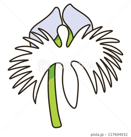 サギソウ サギソウ 117604032