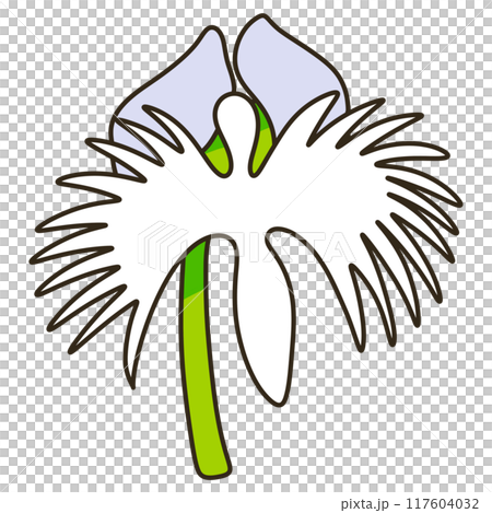 サギソウ サギソウ 117604032