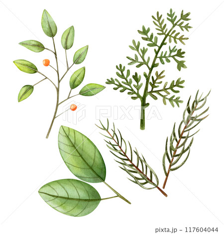 Set of watercolor illustration with orange berries and branches of leaves and needles. Christmas set of hand drawn illustration Set of watercolor illustration with orange berries and branches of leaves and needles. Christmas set of hand drawn illustration 117604044