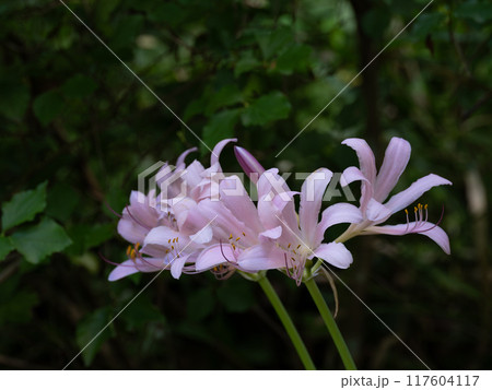 美しいピンクのナツズイセン 117604117
